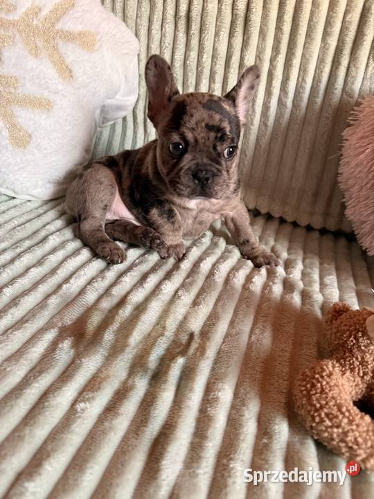 Buldog francuski Częstochowa