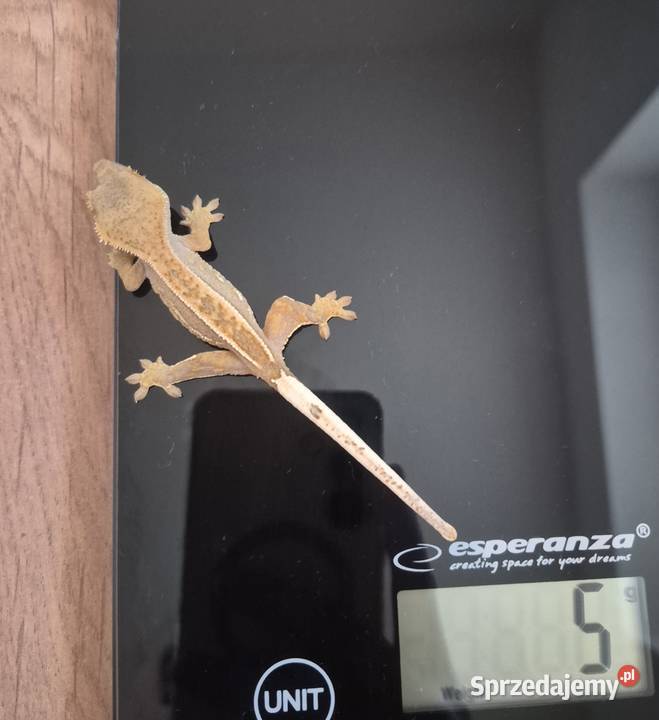 Młode gekony orzęsione Gady i płazy Gady i płazy