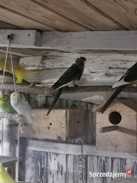 Ptaszki że zdięcia zmienią woliere