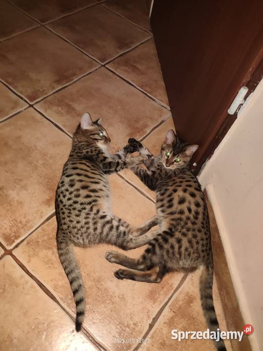 Kot savannah F4 Jarantowice