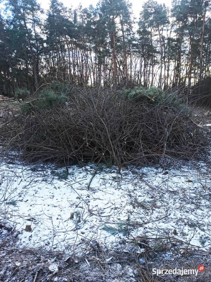 ODDAM GAŁĘZIE DUŻA ILOŚĆ