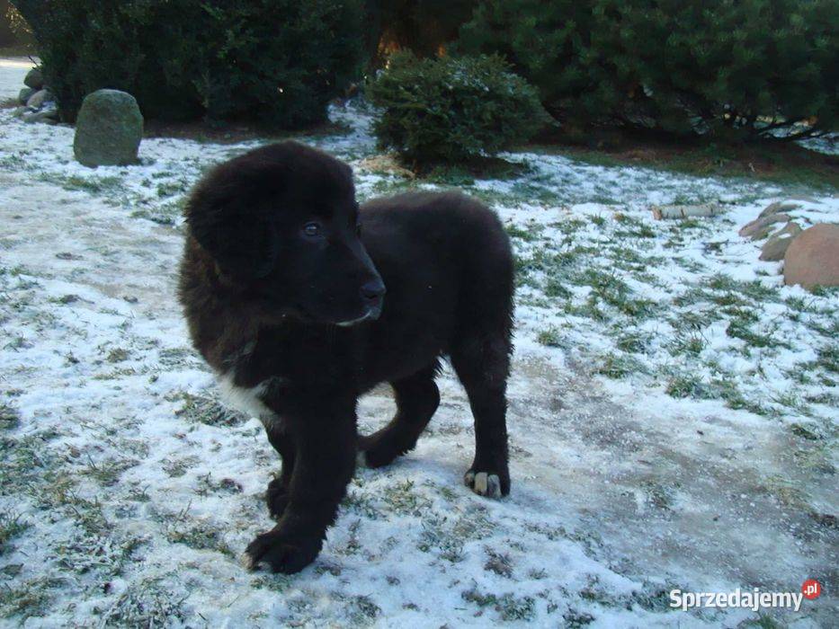 Szkolenie PSÓW hodowla i Hotel psów