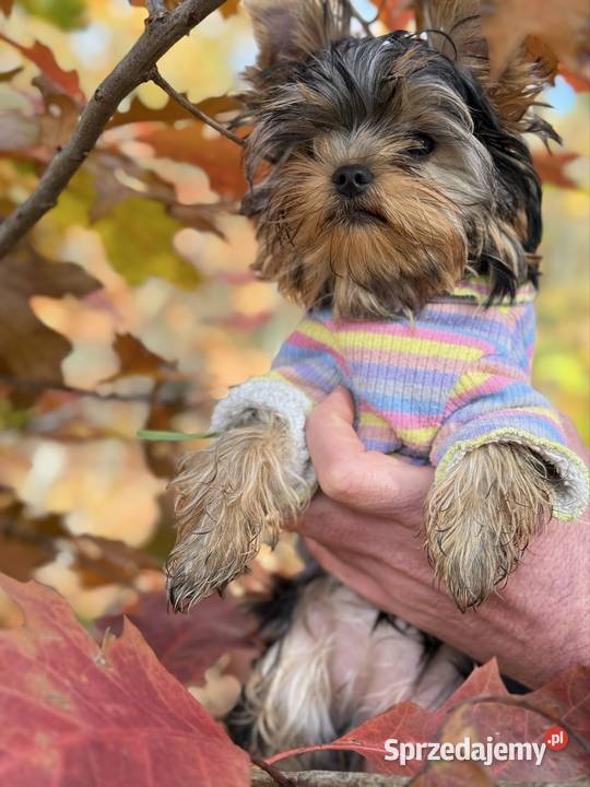 Hodowla Edi Stars ZKwPFCI Yorkshire Terrier z Bydgoszcz