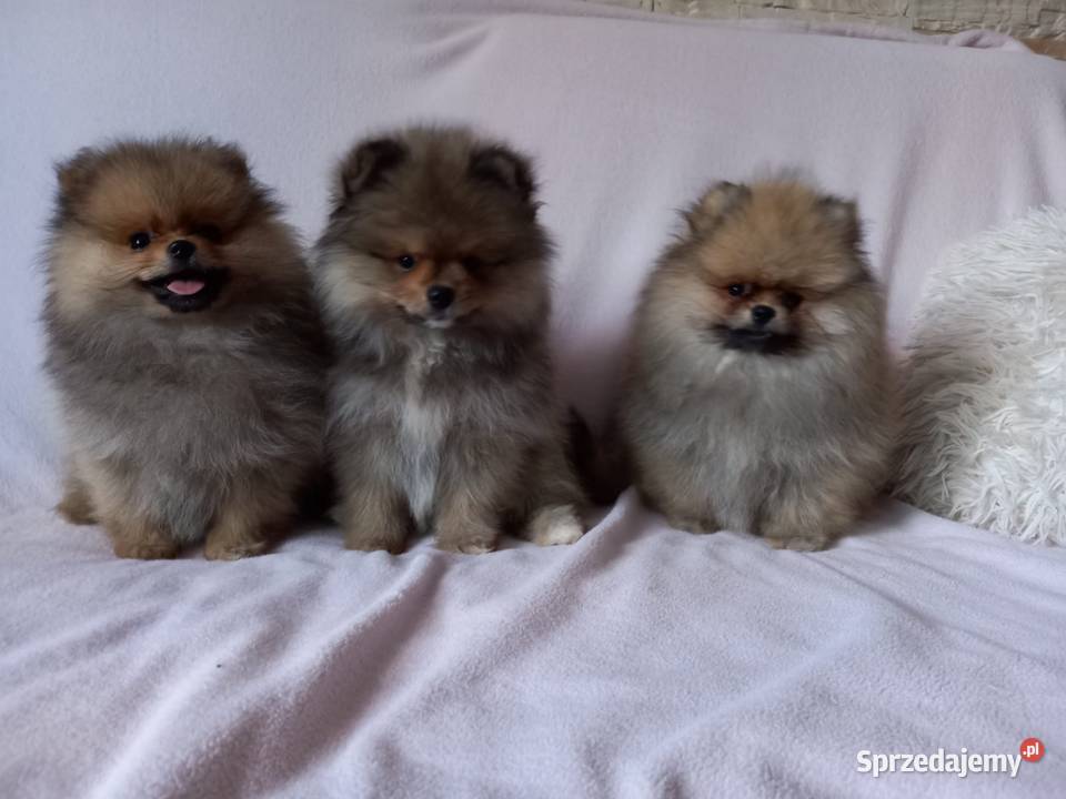 Szpic miniaturowy pomeranian suczka Wągrowiec sprzedam