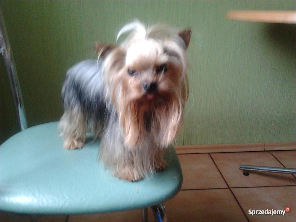 york mini xxs wielkopolskie Sieroszewice