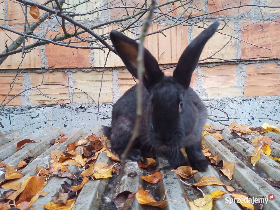 króliki młode SAMCE z przydomowej hodowli Gryzonie