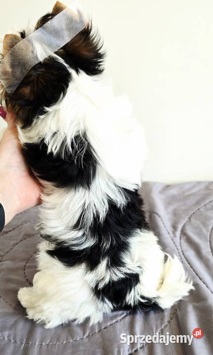 Śliczny maluszek piesek BIEWER Yorkshire Terrier Orzesze