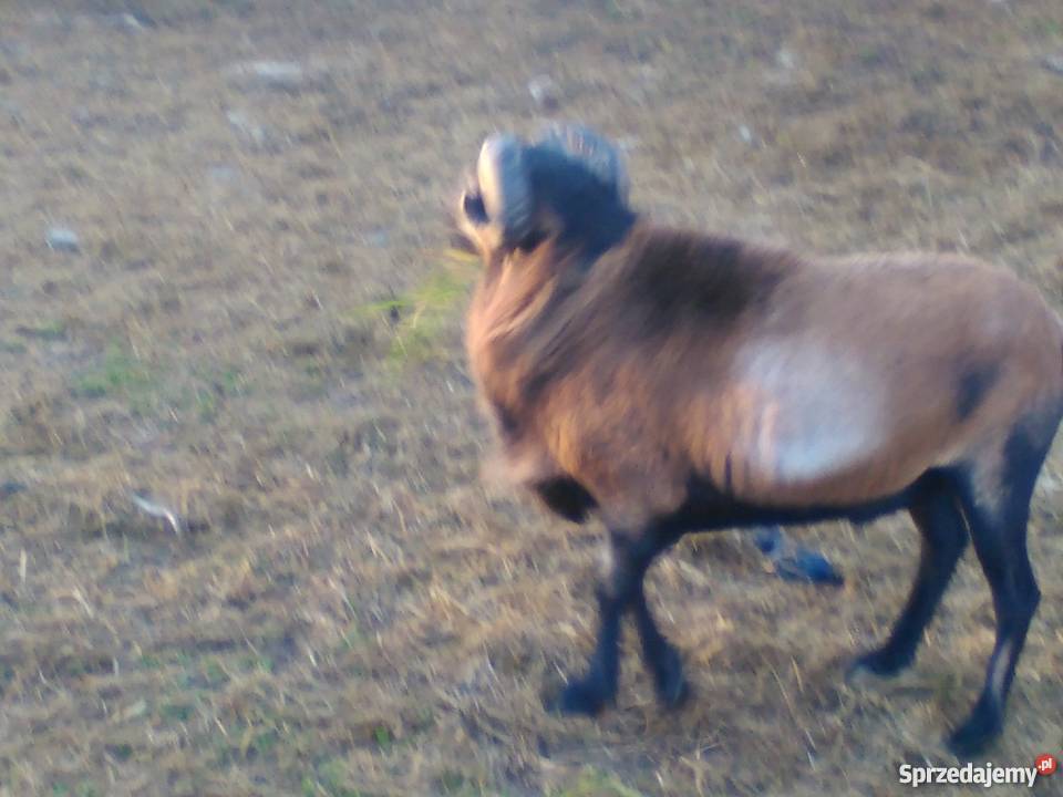 Sprzedam barana kamuruńskiego Jusaki-Zarzeka sprzedam