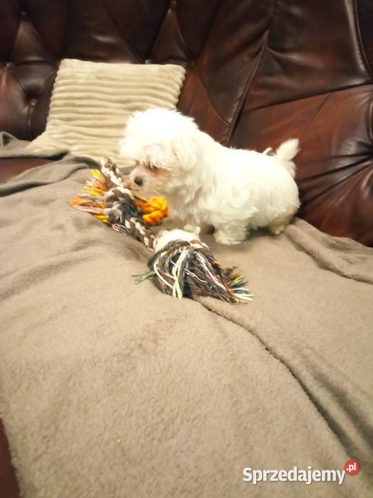 Maltańczyk suczka Maltańczyk Dębica