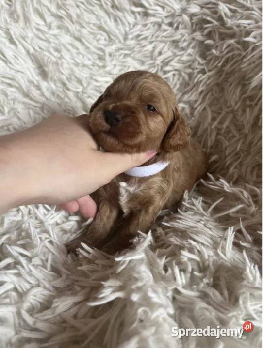 Piesek cockapoo mama cocker spaniel tata pudel Busko-Zdrój