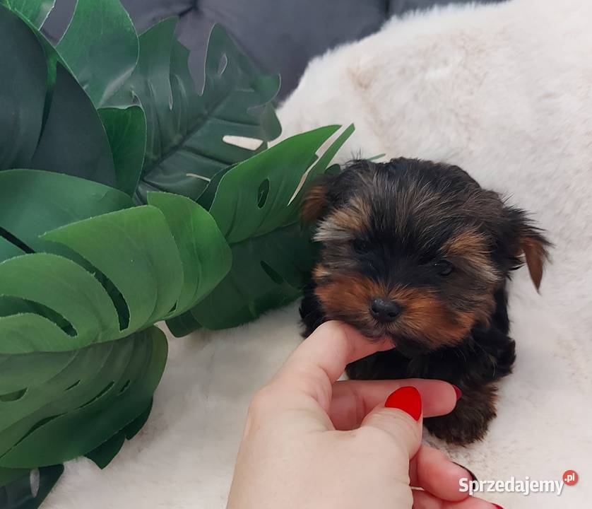Piękny piesek yorkshire terrier Brzeg Dolny sprzedam
