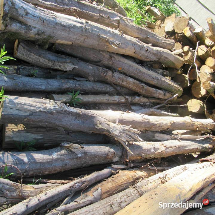 Dąb buk i grab wałkicieńszytańszy sprzedam