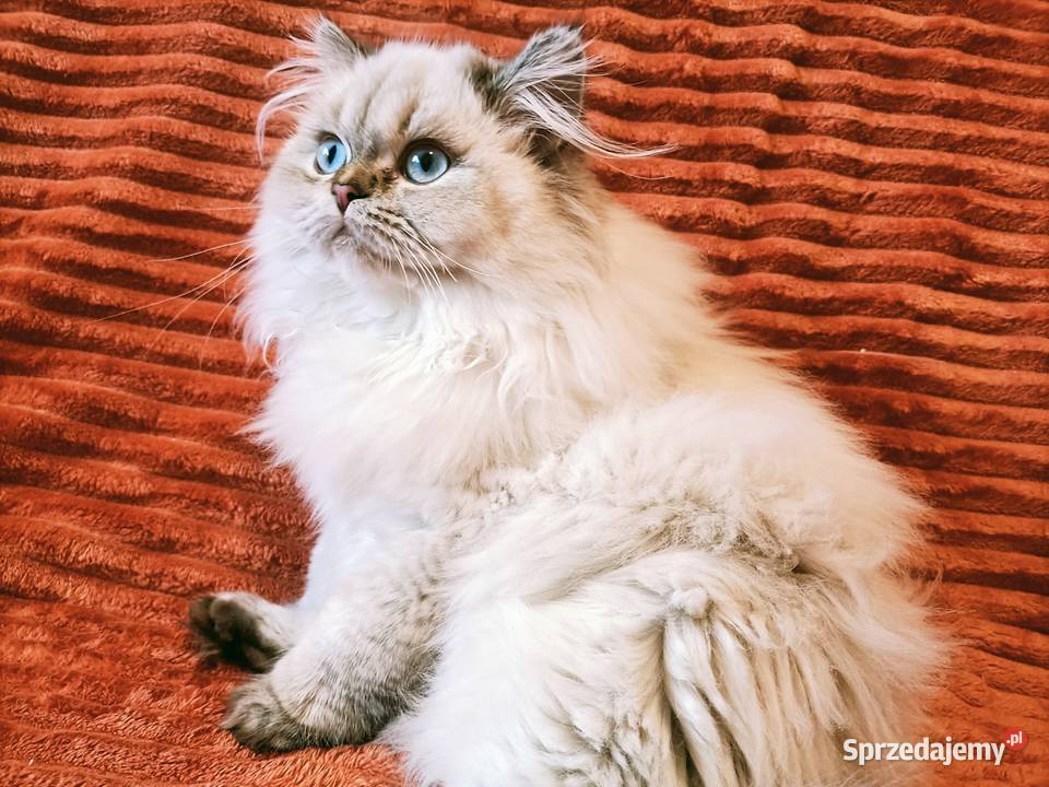 Kot brytyjski kotka brytyjska długowłosa point małopolskie