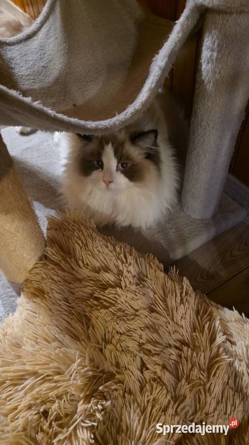Kocurek Ragdoll do hodowli Ragdoll Zwierzęta Wrocław