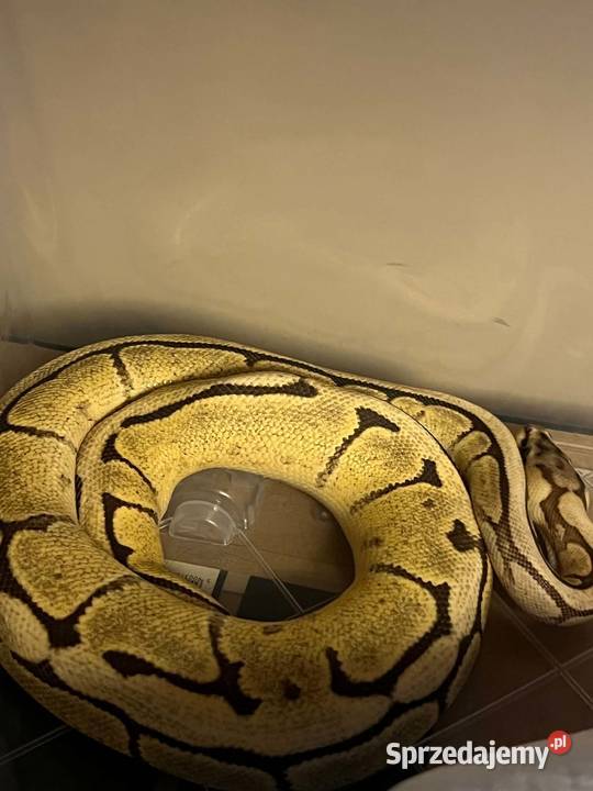 Python regius samica vanilla spider śląskie Tychy