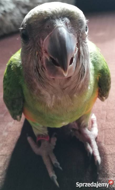 Papuga Senegalka Ręcznie Karmiona Rydułtowy