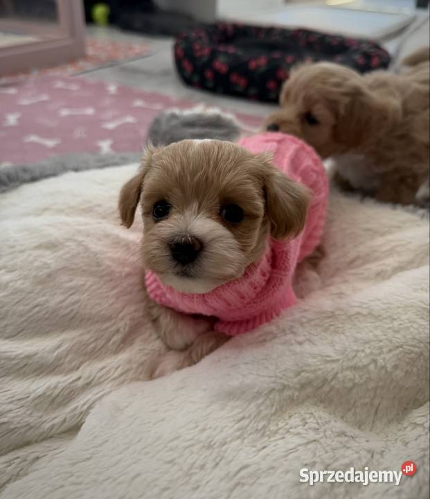 Maltipoo malutka dziewczynka