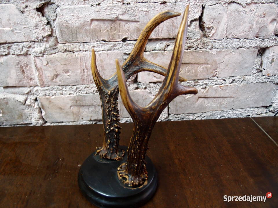 Poroże na drewnianej podstawie wys 24 Pozostałe