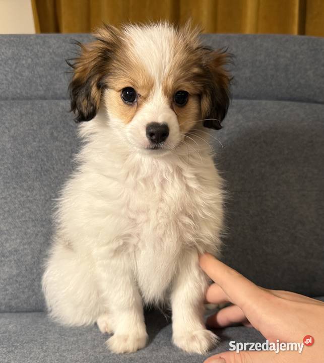 Spaniel kontynentalny phalene odmiana papillon Bielsko-Biała