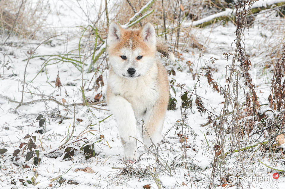 Akita inuakita japońska czerwone szczenięta