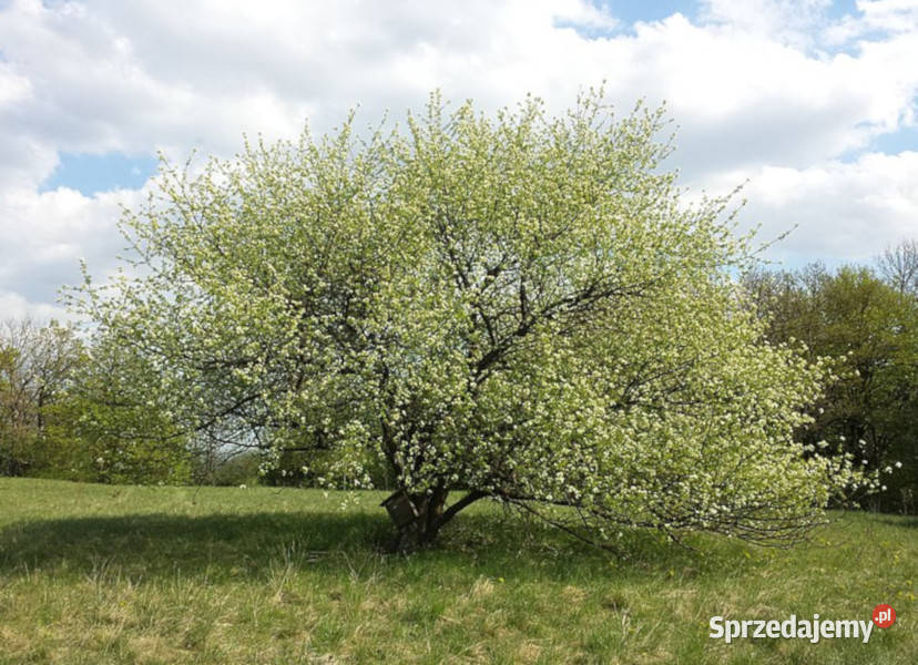 WIŚNIA WONNA Prunus mahaleb NASIONA 130 sztuk kujawsko-pomorskie Lubanie