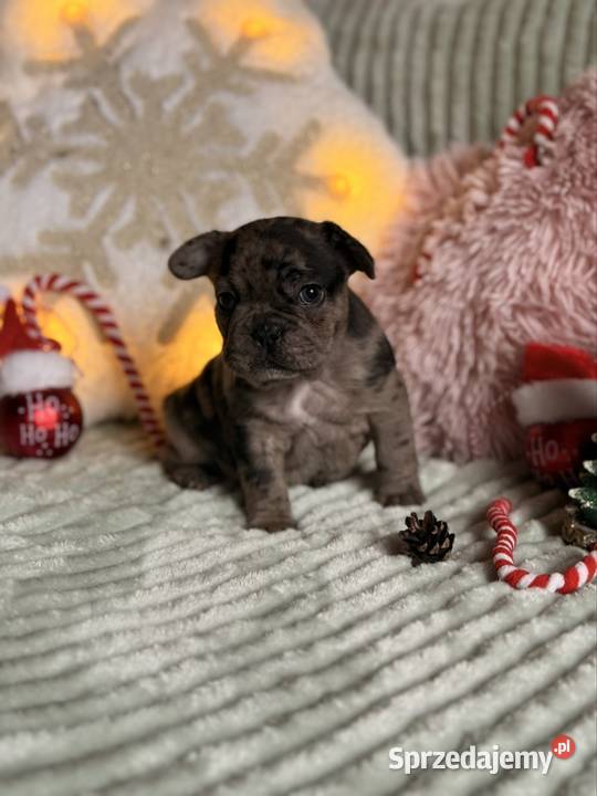 Buldog francuski do rezerwacji Częstochowa sprzedam