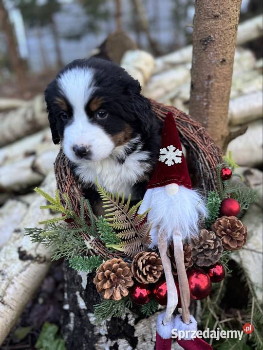 Piękna sunia Berneński Pies Pasterski z Warszawa