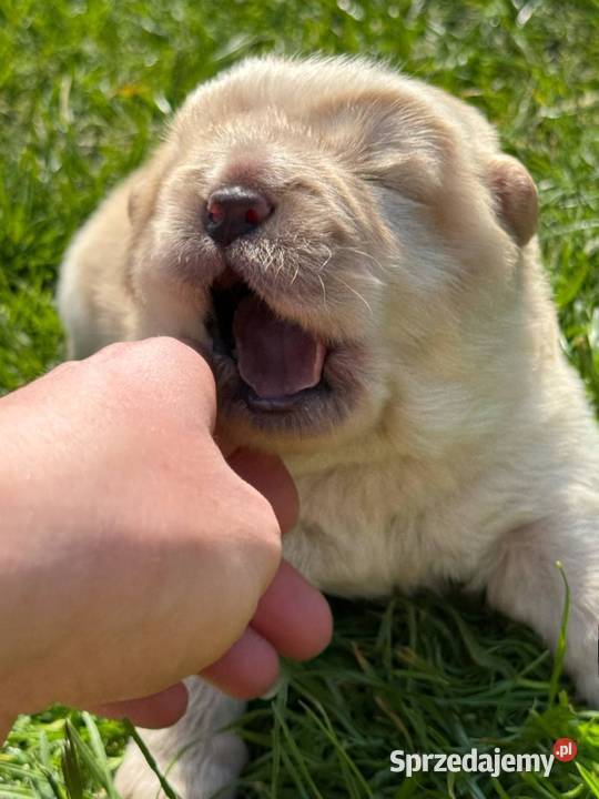 Suczka chow chow