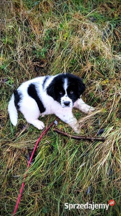 Nowofundland szczeniaki Starogard Gdański