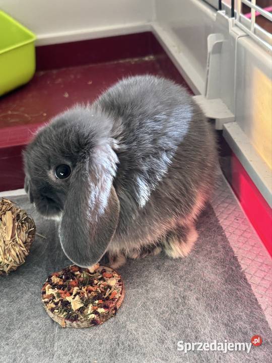 Młodziutki Króliczek Mini Lop sprzedam sprzedam