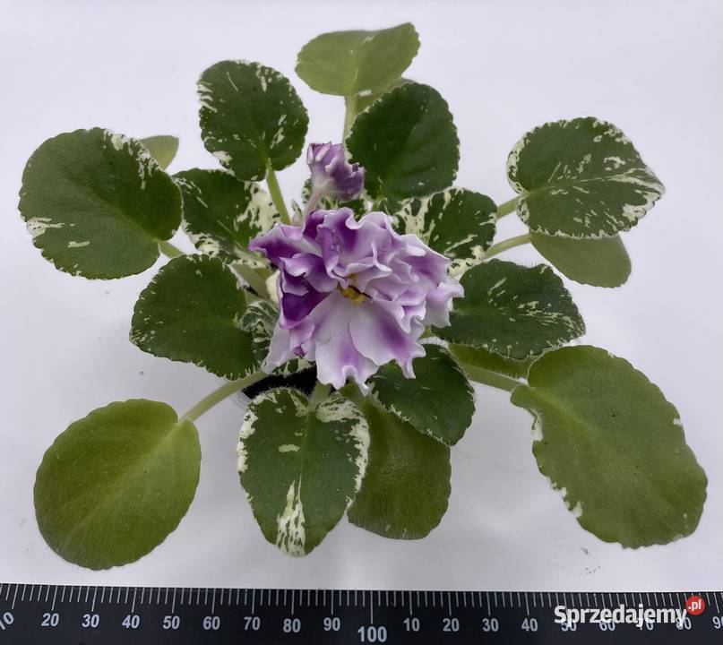 Fiołek afrykański kwitnąca sadzonka Jędrzejów