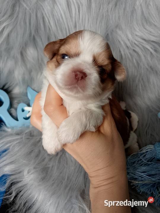 Piękny biało złoty piesek rasy ShihTzu Kluczbork