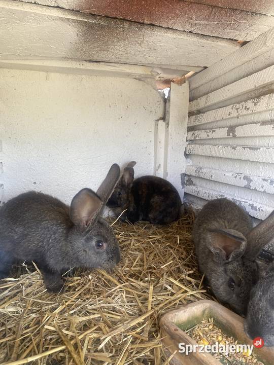Króliki Rexy Belgi miniaturki Krupe sprzedam