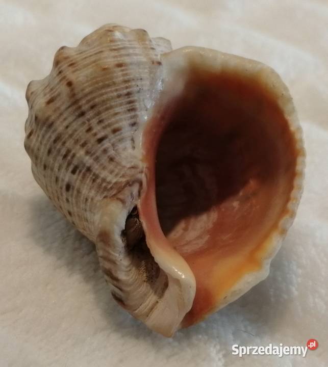 Muszla 48 62 Kreatywne