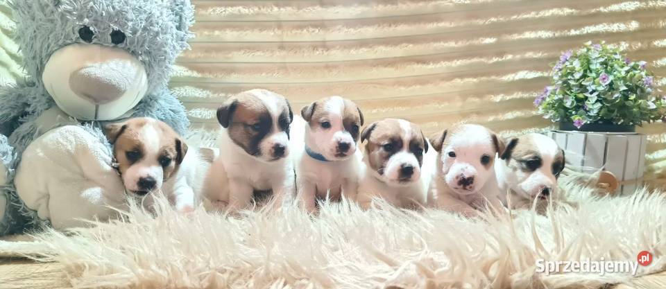 Jack Russell terrier fci małopolskie Targanice