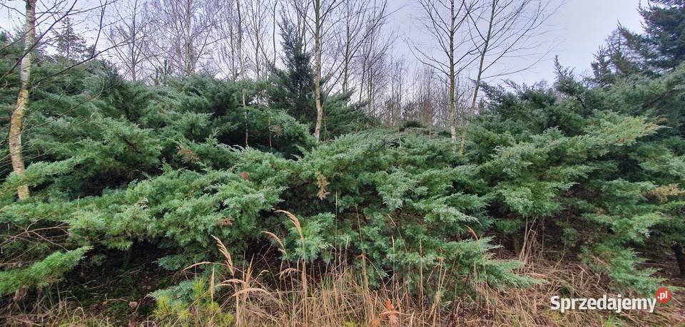 Duże jałowce Grey Owl Duży jałowiec z bryłą na Wisznice