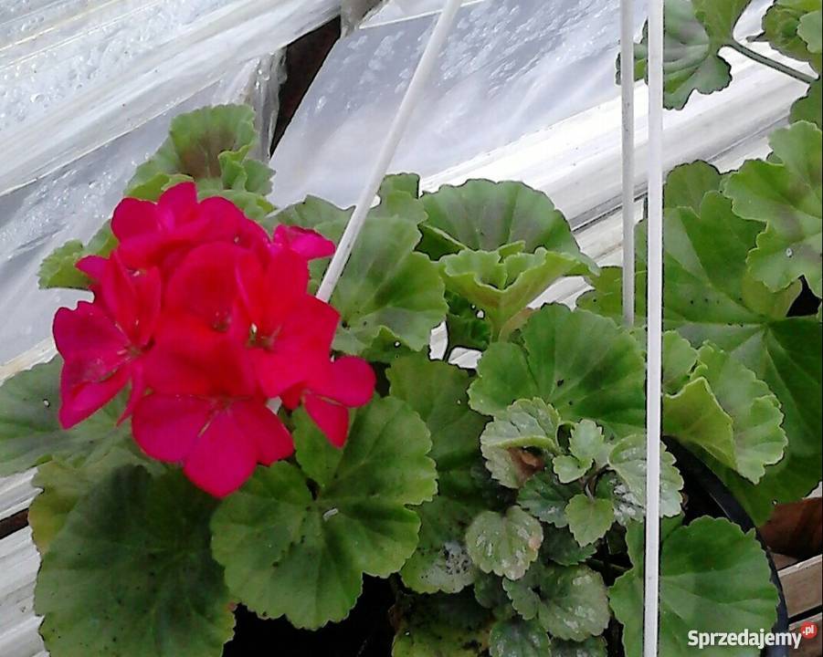 Kwiaty doniczkowe i ogrodowe małopolskie Czernichów