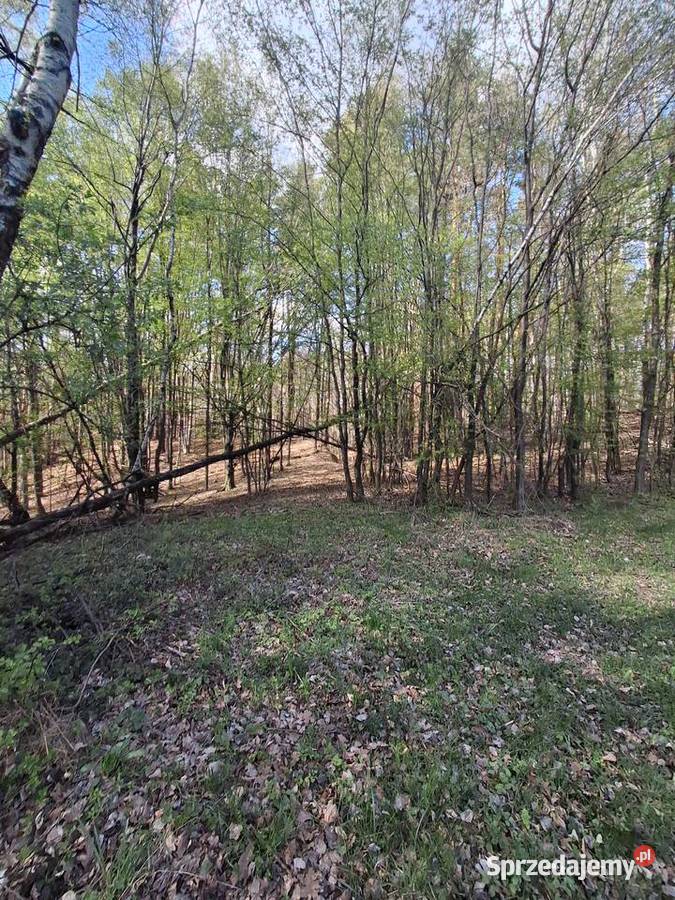Lipnica dolna Działka rolnoleśna Sprzedaż