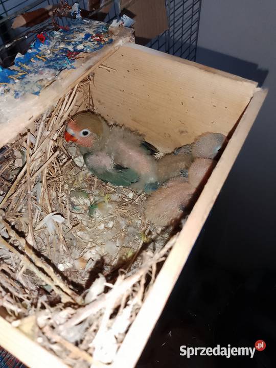 Fisher Nierozłączki Zwierzęta