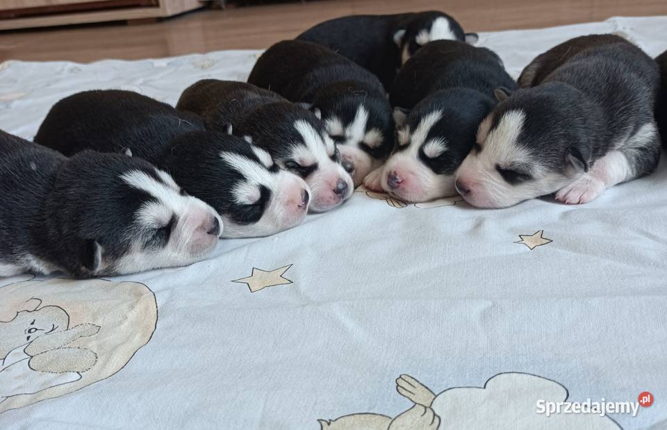 Szczeniaczki Siberian husky z elitarnym Krośniewice