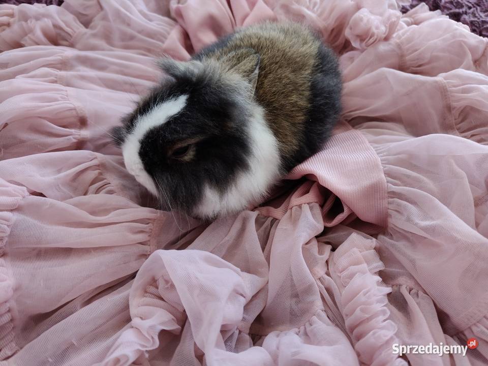 Królik miniaturka karzelek Teddy Mońki