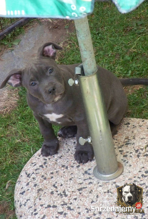 Amstaff Blue suczka SAGA American Staffordshire opolskie