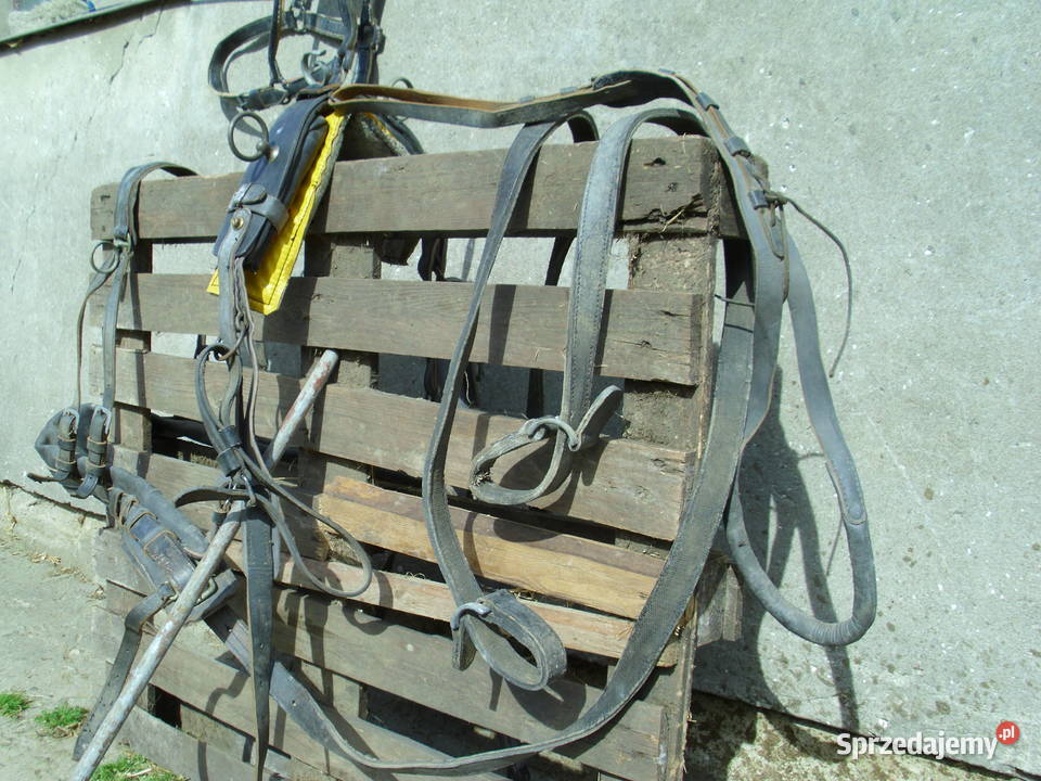 Bryczka uprząż kantar pomorskie Przechlewo