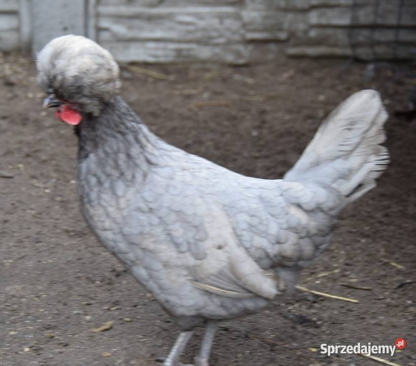 JAJA LĘGOWE CZUBATKI Giełda zwierząt Łochów