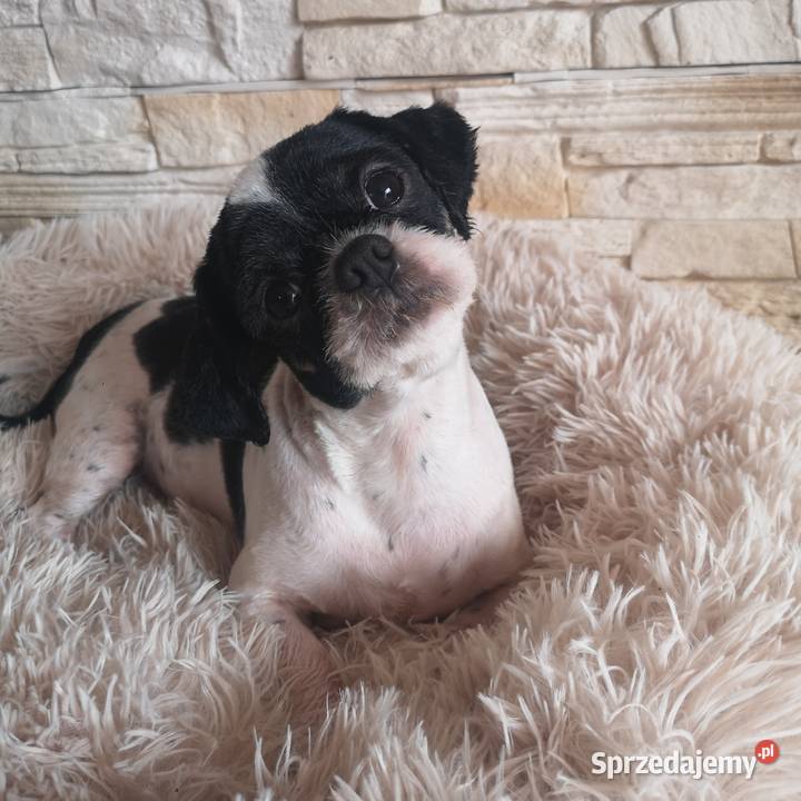 Dorosła Suczka Shih tzu Szczecinek