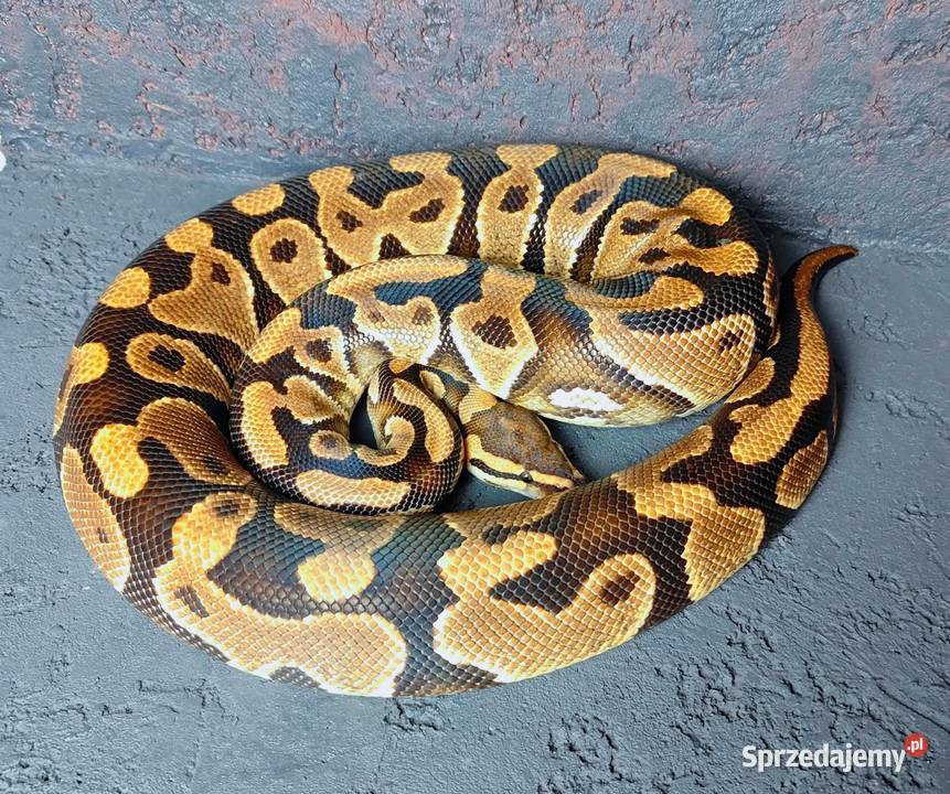 Pyton Królewski dorosła samica Yellow Belly Gady i płazy mazowieckie