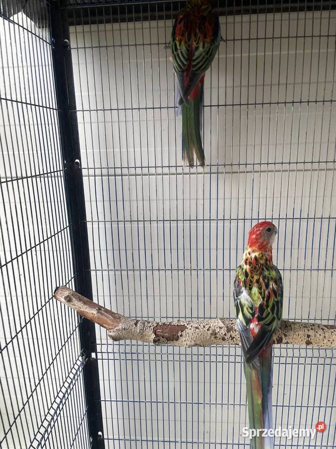 Rozelle Białolice Opolskie Dobrodzień