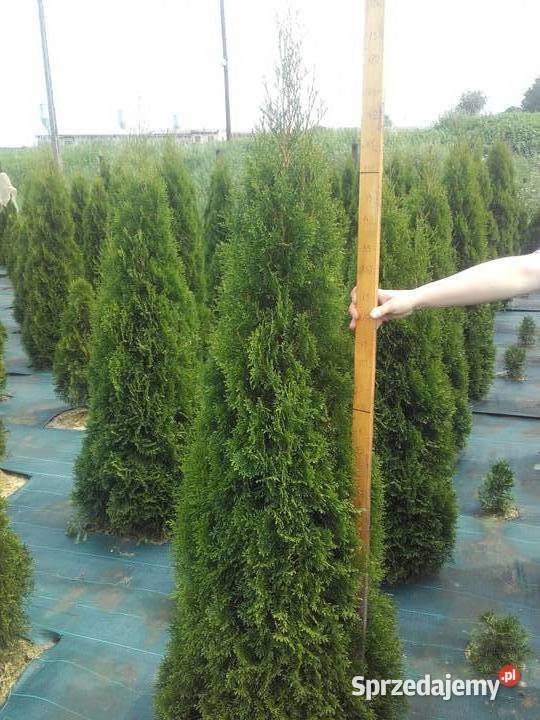 Tuje szmaragd tuja Śląsk 160 180 200 220 Ustroń