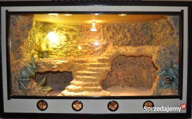 AGAMA BRODATA Z TERARIUM Gołdap