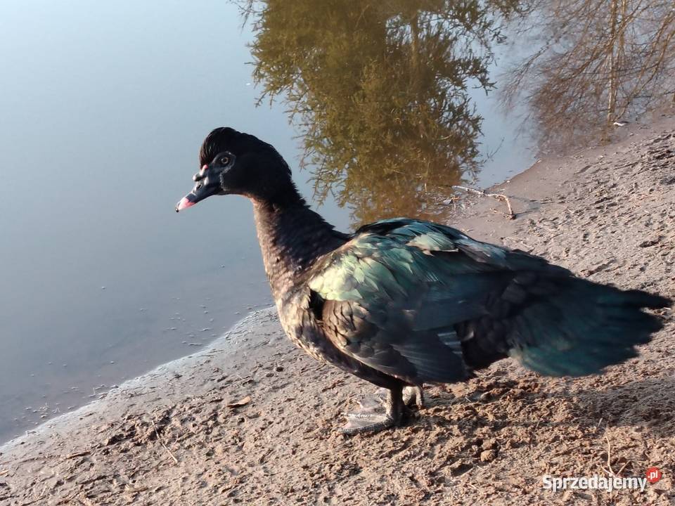 Sprzedam kaczora piżmowego w typKaczor piżmowy Rytel